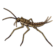 Common Pond Skater Nymph