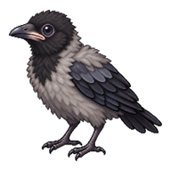 Hooded Crow Hatchling