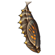 Small Tortoiseshell Chrysalis