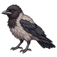 Hooded Crow Fledgling