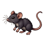 Black Rat Pup
