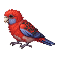 Crimson Rosella Hatchling