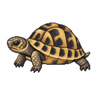 Hermann's Tortoise Hatchling