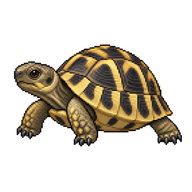 Hermann's Tortoise Juvenile