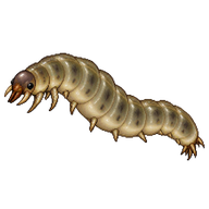 Common Crane Fly Larva