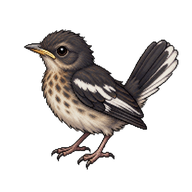 Oriental Magpie-Robin Nestling