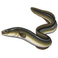 European Eel