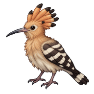 Eurasian Hoopoe Fledgling