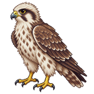 Saker Falcon Eyas