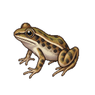 Asian Grass Frog Froglet