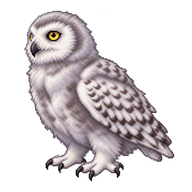 Snowy Owl Fledgling