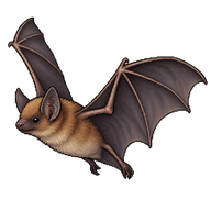 Common Pipistrelle
