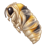 Moss Carder Bee Pupa