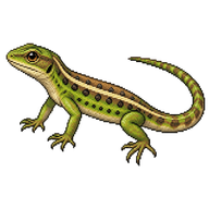 Western Green Lizard Juvenile