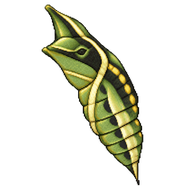 Anise Swallowtail Chrysalis