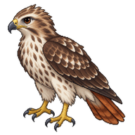 Red-tailed Hawk Fledgling