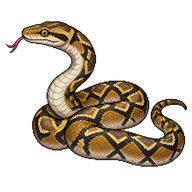Reticulated Python Juvenile