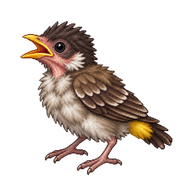 Yellow-vented Bulbul Nestling
