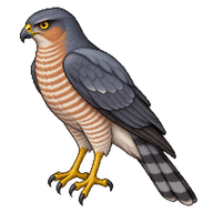 Eurasian Sparrowhawk