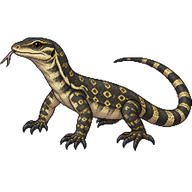Lace Monitor Hatchling