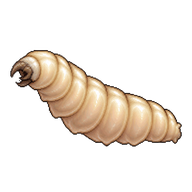 House Fly Maggot