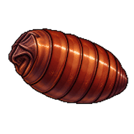 House Fly Pupa