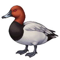 Common Pochard