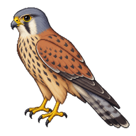 Common Kestrel