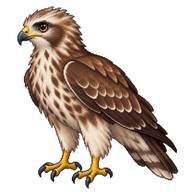 Common Buzzard Fledgling
