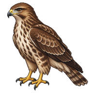 Common Buzzard Juvenile