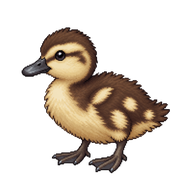 Common Pochard Duckling