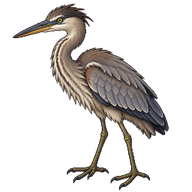 Great Blue Heron Juvenile