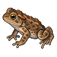 Western Toad Toadlet