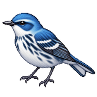 Cerulean Warbler