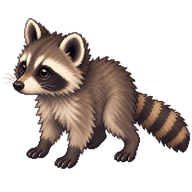 Common Raccoon Kit