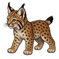 Iberian Lynx Cub