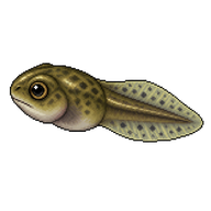 American Bullfrog Tadpole