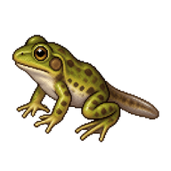 American Bullfrog Froglet