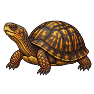 Eastern Box Turtle