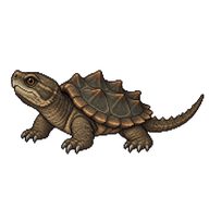 Common Snapping Turtle Hatchling