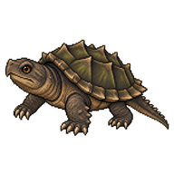 Common Snapping Turtle Juvenile