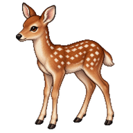 Fallow Deer Fawn