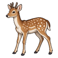 Fallow Deer Yearling
