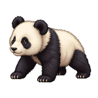 Giant Panda Cub