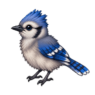 Blue Jay Hatchling