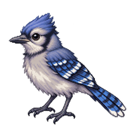 Blue Jay Fledgling