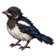 Eurasian Magpie Nestling