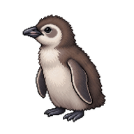 African Penguin Chick