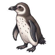 African Penguin Juvenile