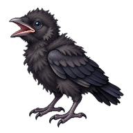 Carrion Crow Nestling